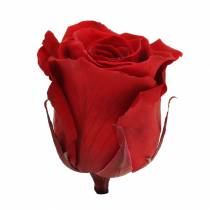 Infinity roser store Ø5,5-6cm rød 6stk
