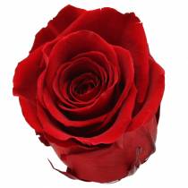 Infinity roser store Ø5,5-6cm rød 6stk