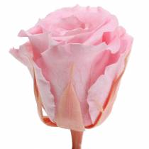 gjenstander Eternal Roses Medium Ø4-4,5cm Rosa 8 stk