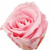 Evige roser medium Ø4-4,5cm rosa 8stk