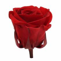 Konserverte roser medium Ø4-4,5cm rød 8stk