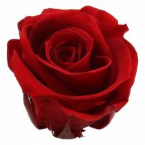 Konserverte roser medium Ø4-4,5cm røde 8stk