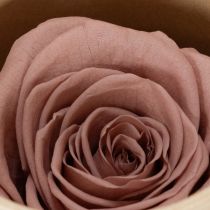 gjenstander Konserverte rosehoder, romantisk gave, holdbare roser til spesielle anledninger, 5 cm, 6 stk.