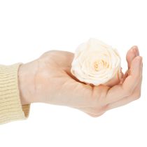 gjenstander Rosehoder, konserverte blomster for elegante blomsteroppsatser, 5 cm, 6 stk.