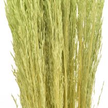 gjenstander Bøyd gress Agrostis Capillaris Tørre gress Grønn 65cm 80g