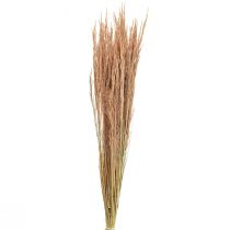Rødt bøyd gress Agrostis Tørt gress Rødbrun 65cm 80g