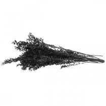gjenstander Ruscus-grener, dekorative grener, tørkede blomster, svarte, 200 g