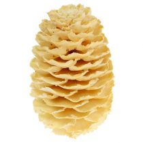 gjenstander Sabulosum kjegler bleket 500g