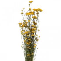 En haug med karribusk, gul tørket blomst, gylden sol, italiensk helichrysum L58cm 45g