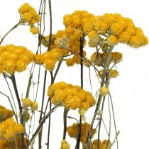 En haug med karribusk, gul tørket blomst, gylden sol, italiensk helichrysum L58cm 45g