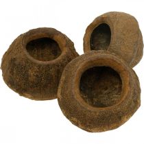 gjenstander Paradise Nut Plantepotte Naturlig Sapucaia Ø14cm H10cm 3 stk