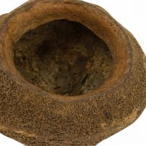 gjenstander Paradise Nut Plantepotte Naturlig Sapucaia Ø14cm H10cm 3 stk