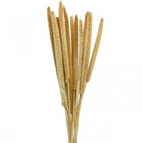 Reed cob deco sivgresstørket naturlig H60cm haug