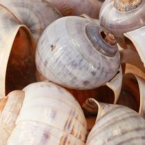 gjenstander Sneglehus natur 1kg