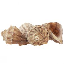 gjenstander Snegleskall dekorasjon havsnegler brun krem 4-6cm 300g