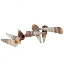 gjenstander Snegleskjell dekorative sjøsnegler Turritella 4,5–5,5 cm 300g