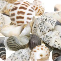 Snegleskjell Shell Mix Nature 1020g