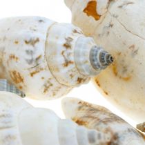 gjenstander Deco sneglehus tomme i bastnett sjøsnegler 400g