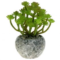 gjenstander Kunstige planter i potte Kunstig Sukkulent Grønn H15cm