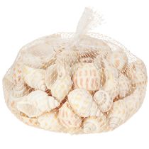 gjenstander Sjøsnegler naturlige snegleskjell maritime 2–4 cm 300 g