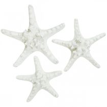 Sjøstjerne deco stor tørket hvit knott sjøstjerne 15-18cm 10p