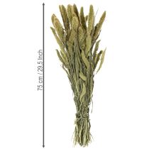 gjenstander Tørkede blomster av hirse (Setaria) for rustikke og stilige hjemmetilbehør 75 cm 220 g