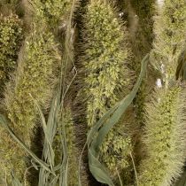 gjenstander Tørkede blomster av hirse (Setaria) for rustikke og stilige hjemmetilbehør 75 cm 220 g