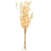 gjenstander Tørket sølvblad Lunaria Champagne 65-70cm 20g
