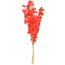 gjenstander Tørket sølvblad Lunaria rød 65-70 cm 20 g
