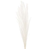 gjenstander Tørkede blomster, sølvgress. Elegant naturlig dekorasjon for hjem og kontor. 70 cm, 10 stk.