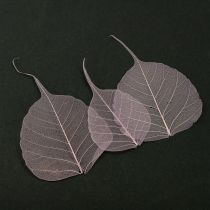 gjenstander Skeletterte Bodhi-blader for kreativ dekorasjon