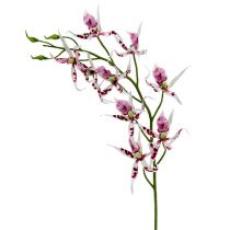 Edderkopp orkideer Brassia Pink-White 108cm 3stk