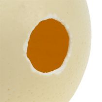gjenstander Strutseegg, naturlig, utblåst, tomt, dekorasjon