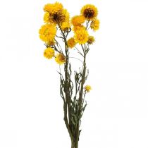 Tørket blomst Gul stråblomst Helichrysum tørr dekorasjonsbunt 50cm 45g