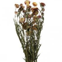 Stråblomst Gul, Rød tørket Helichrysum tørket blomst 50cm 60g