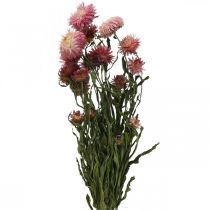 Stråblomst Rosa tørket Helichrysum tørkede blomsterbunt 45cm 45g