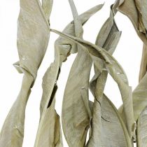 Strelitzia blader tørket grønt frostet 45-80cm 10stk