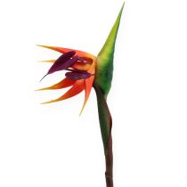 Strelitzia paradisfugl blomst 62cm