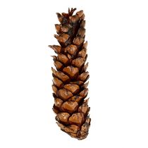 gjenstander Strobuskjegler 15 - 20cm malt 100 stk