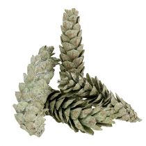 gjenstander Strobuskjegler som naturlig dekorasjon 15cm - 20cm grønn 50stk