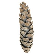 gjenstander Strobuskjegler 15cm - 20cm hvitkalkede 50 stk