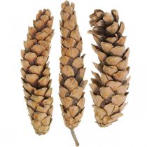 gjenstander Kongler Hvit furu Strobus Naturlig Blandet 2,5kg