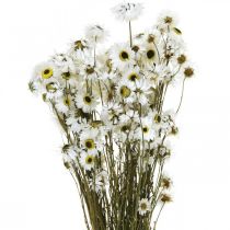 Acroclinium White, tørre planter, Helichrysum, tørre blomster L20–40cm 25g