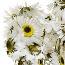 Acroclinium White, tørre planter, Helichrysum, tørre blomster L20–40cm 25g