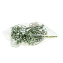 gjenstander Sukkulent Echeveria 17cm Grå 3 stk