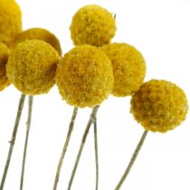 gjenstander Craspedia tørkede blomster, gule, 70 cm, dekorative, 10 stk.