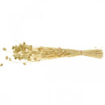 gjenstander Tørket blomst Phalaris, dekorativ gressklase, tørr floristics, boho natur, bleket L55cm 100g