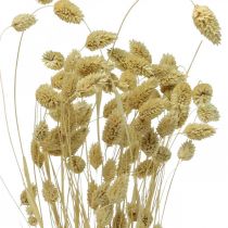 Tørket blomst Phalaris, dekorativ gressklase, tørr floristics, boho natur, bleket L55cm 100g