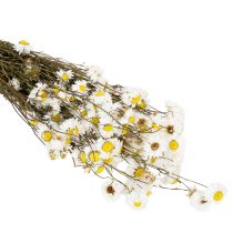 gjenstander Tørkede Acroclinium-blomster, hvite blomster, tørket blomsteroppsats, 60 cm, 80 g