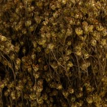 gjenstander Tørkede blomster Broom Bloom Olivengrønn 160g 48cm